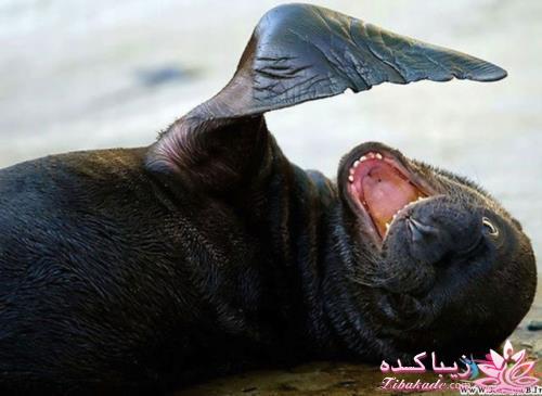 تصاویر دنیای حیوانات ( فرارو )